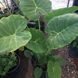Beautiful Elephant Ear Plant