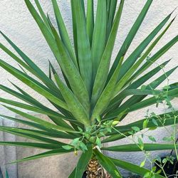 Yucca Plant 