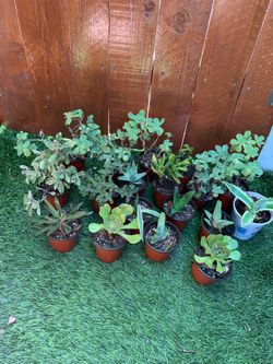 Plantas pequeñas $1 cada una