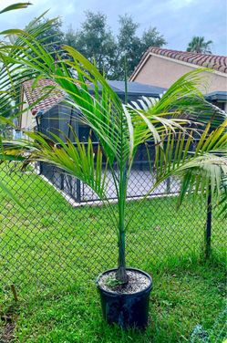 Dictyosperma album var rubrum, Red Princess, hurricane palm