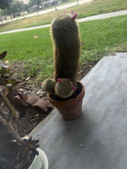 Flowering Cactus