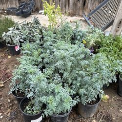 Ruda plants 🪴🍃$8.00 Each 