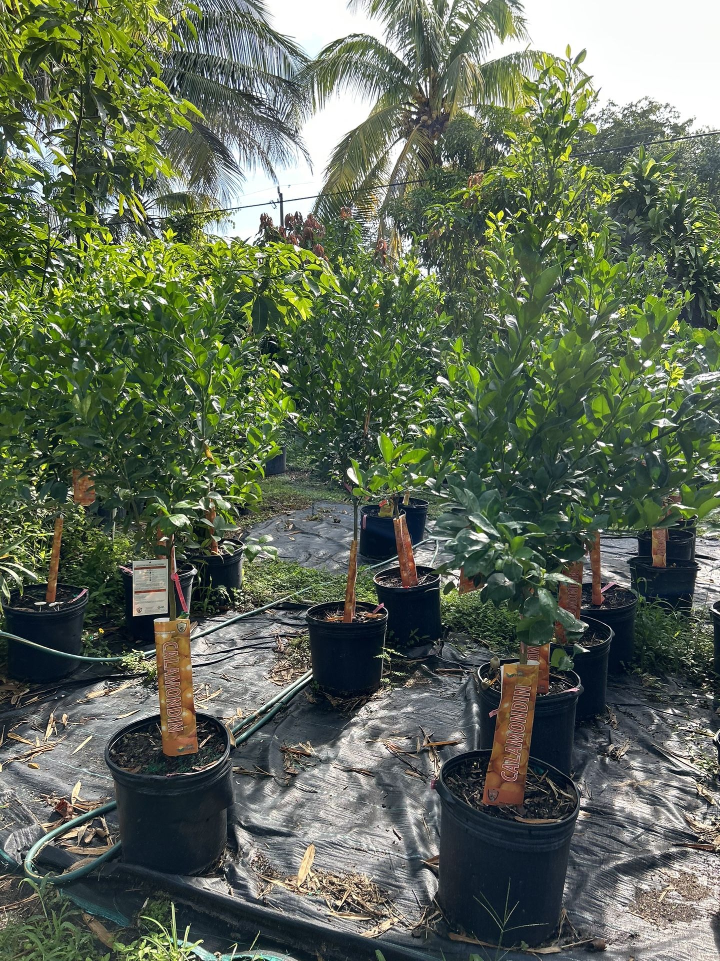 Fruit Trees