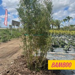 Bamboo Tree 9'ft $200