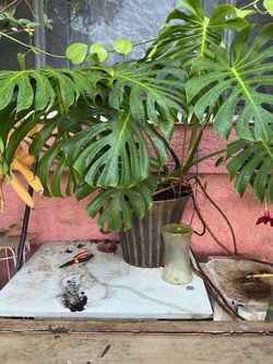 Monstera