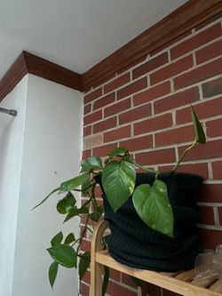 Plants