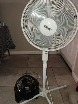 Fans