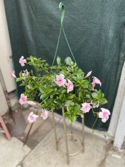 Mandevylla Blooming Double Flowers Plant, Is Hanging Plant In 10 Inch Pot Pick Up Only