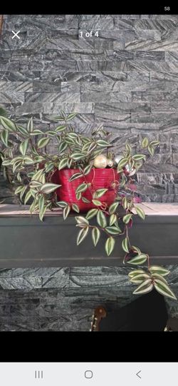 Indoor plants