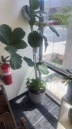 Plants