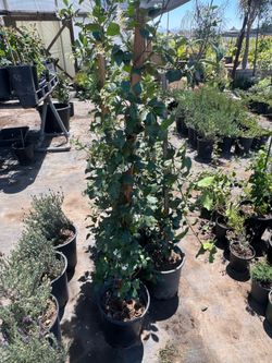 5 gallon star jasmine staked