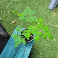 $4 Morringa plant 