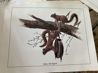 Balke Print Squirrels 