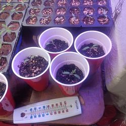 Big Daddy tomato starts