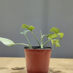 Monstera Minima 
