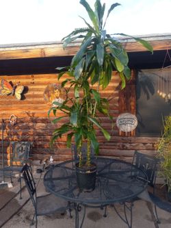 Plant