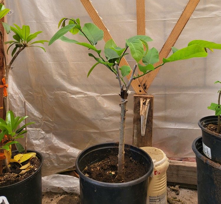 Atemoya SSA grafted