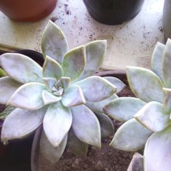 Succulents Blue Ghost 