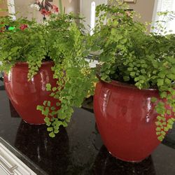 Poted Fern In Ceramic Glazed Planter 