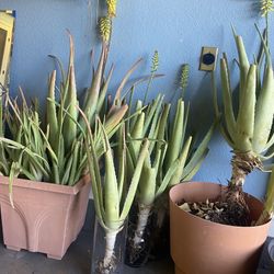 Aloe Vera’s Plants