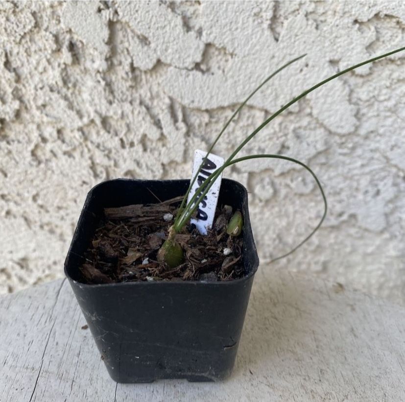 2 Inch Pot Rare Succulent Plant - Albuca Polyphylla - Augrabies Hills - Rooted & Established - Drought Resistant -🪴 Perfect Baby & Wedding Shower Fav