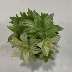 Variegated Haworthia In Nice Ceramic Pot