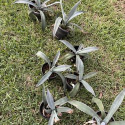 Blue Agave Plants 