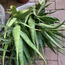 Organic Aloe $5 Each Bun Already Cut