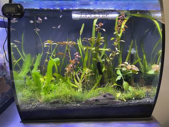 Fluval flex planted outlet tank