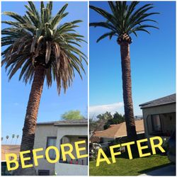 Palm Tree