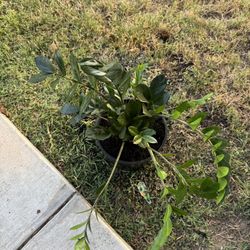 Zz Plant 