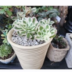 Sunday PLANT SALE IN SAN LORENZO. STARTS AT 12:30