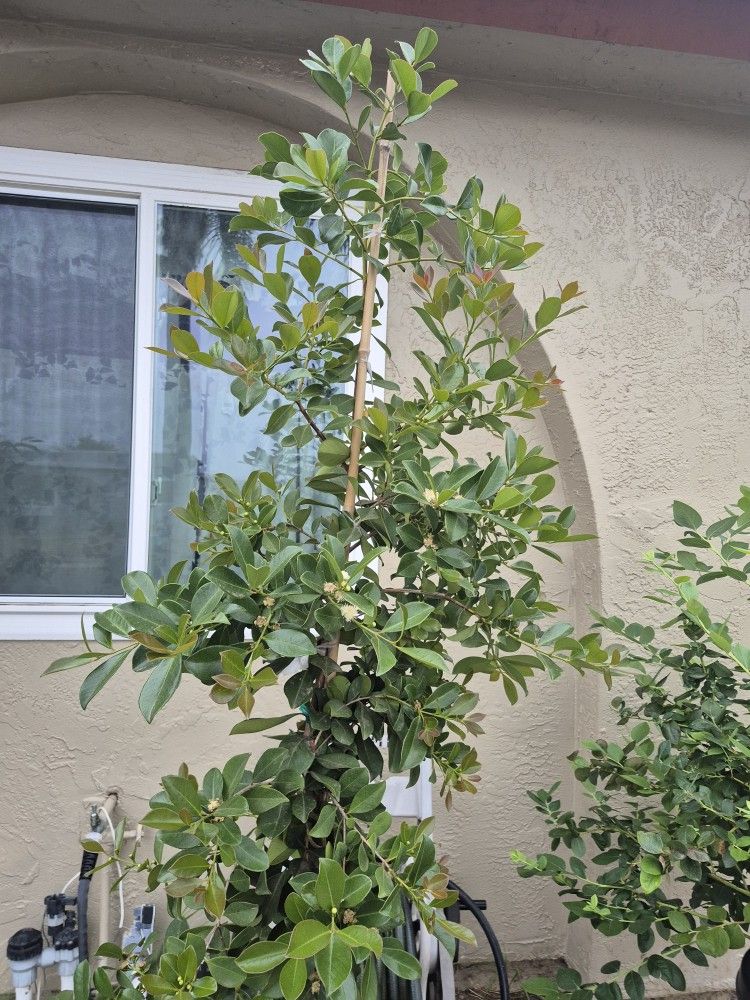 Strawberry guava Tree