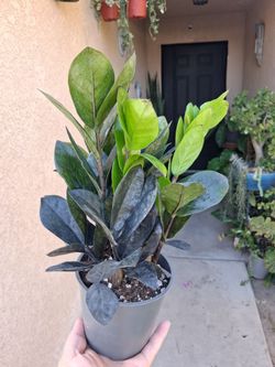 Raven  "Black " Z  Z  Plant $25