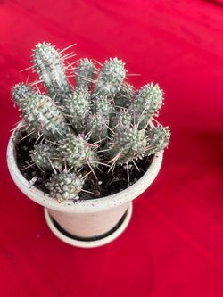 cuctus plant