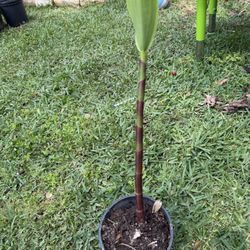 Color Orange Insulin Plant