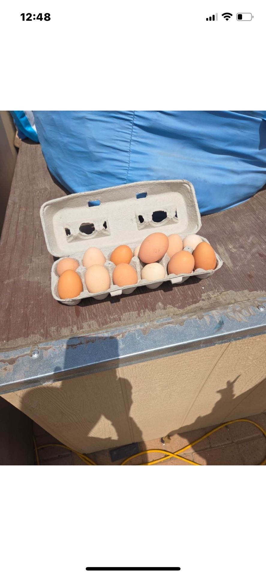 Chicken Eggs