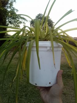 Large Spider Plant 🌿 Easy Care • Air Freshening • Pet Safe
Lazo de amor grande 🌿 Fácil