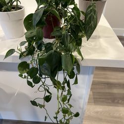 Philodendron 