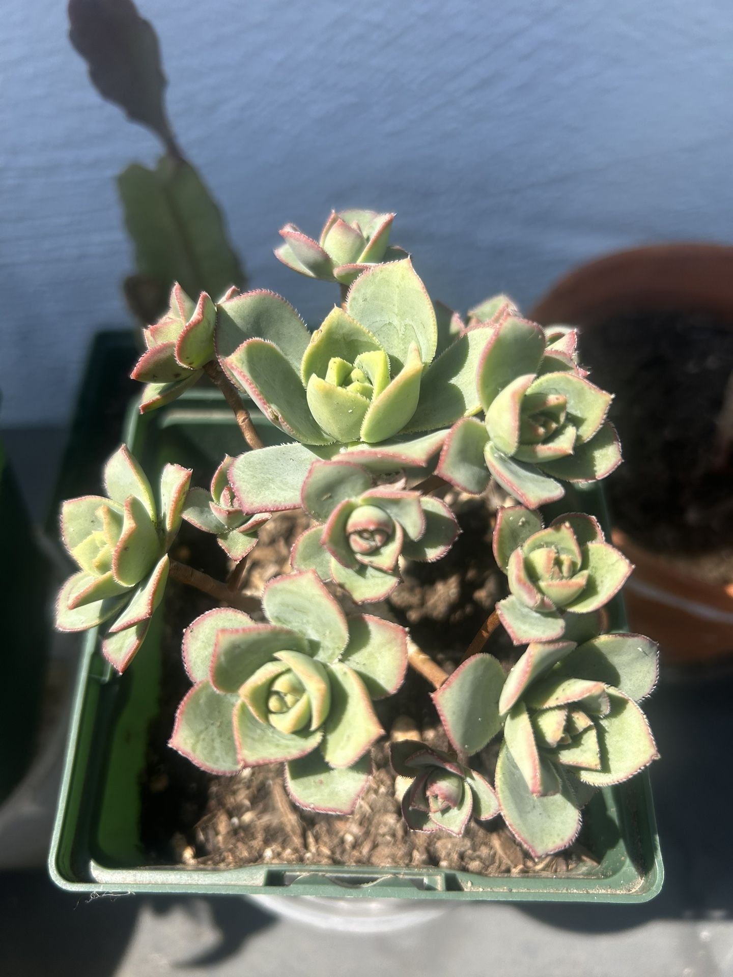 Aeonium Haworthii Succulent