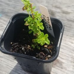 Dominican Oregano Herb Starter Plant,  Live 