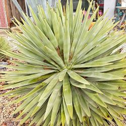 More Succulent Plants 