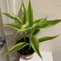 RARE♥️ Gold Dracena🙏Pls Read Description 