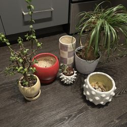 Assortment Of Plants And Vases 