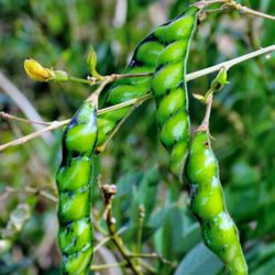Jamican Pease  Plant 