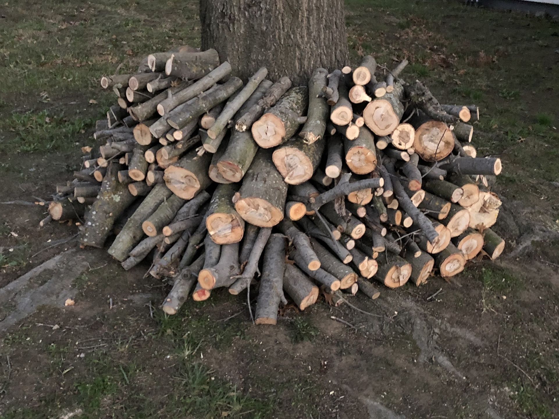 Free Firewood