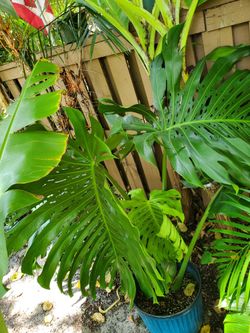 Monstera