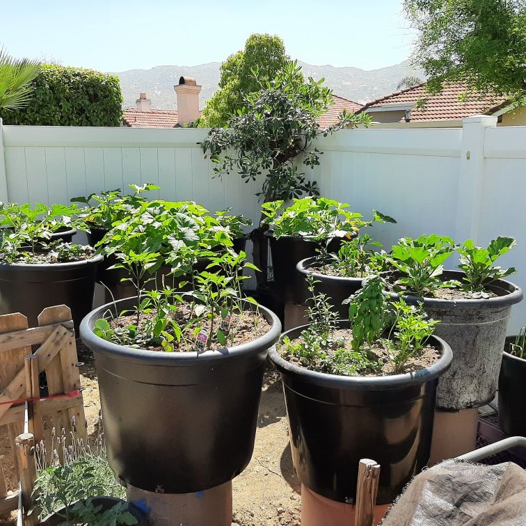 Veggy Producing Garden Tubs