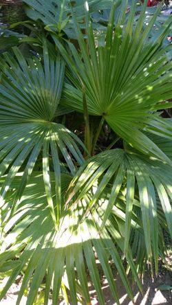 Chinese fan palm