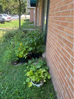A Beautiful Collection of Tomatoes, Green Peppers,  squash, and decorative trees are for Sale.